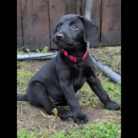Labrador Retriever - Bitches