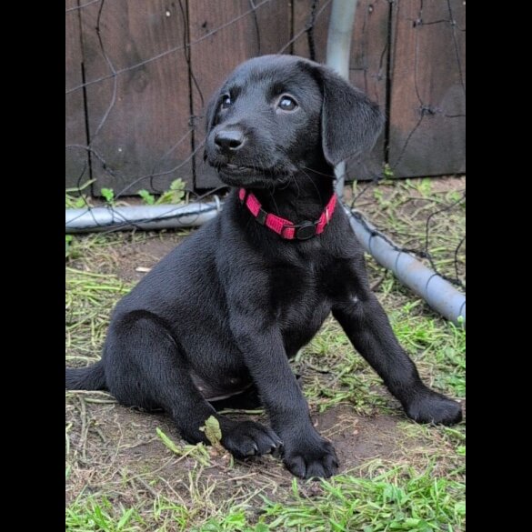 Labrador Retriever - Bitches