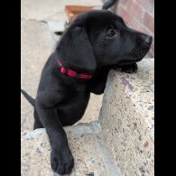 Labrador Retriever - Bitches