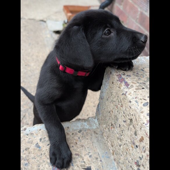 Labrador Retriever - Bitches