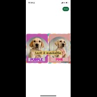 Labrador Retriever - Both