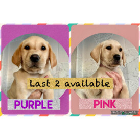 Labrador Retriever - Both
