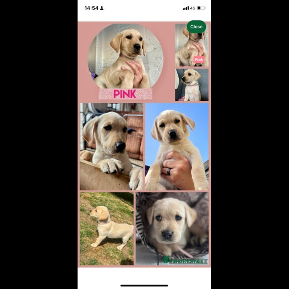 Labrador Retriever - Both