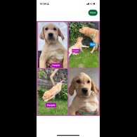 Labrador Retriever - Both