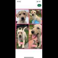 Labrador Retriever - Both