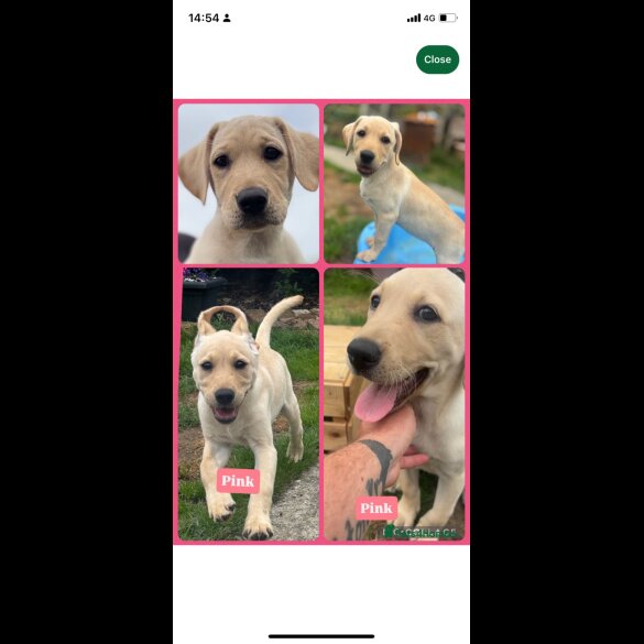 Labrador Retriever - Both