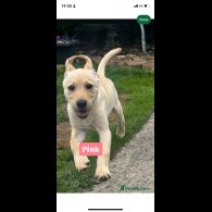 Labrador Retriever - Both