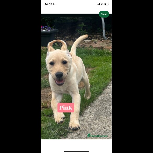 Labrador Retriever - Both