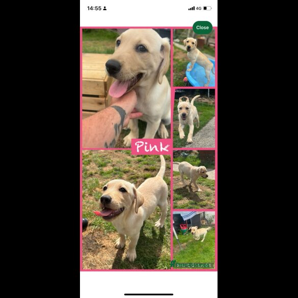 Labrador Retriever - Both