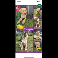 Labrador Retriever - Both