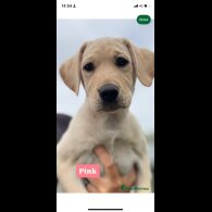 Labrador Retriever - Both