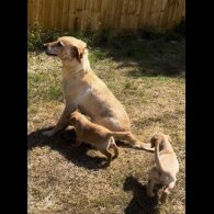 Labrador Retriever - Bitches