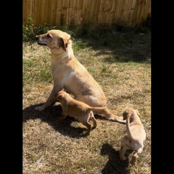 Labrador Retriever - Bitches