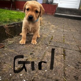 Labrador Retriever - Both