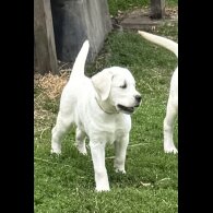 Labrador Retriever - Bitches