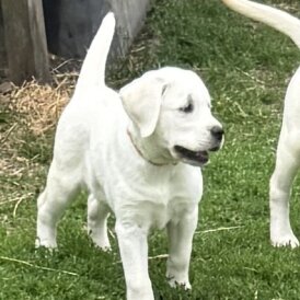 Labrador Retriever - Bitches