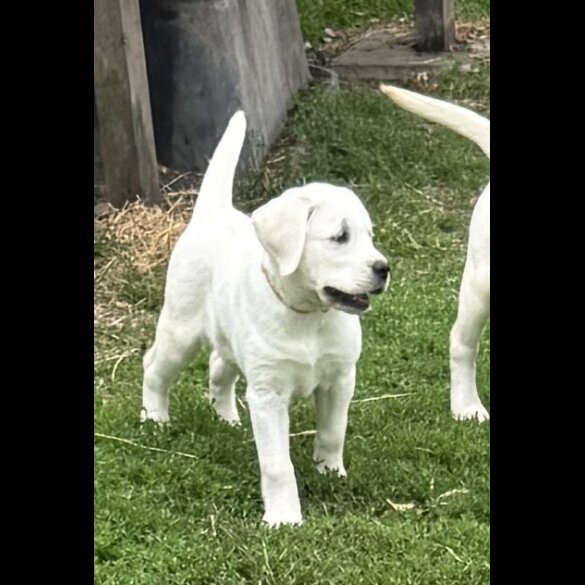 Labrador Retriever - Bitches
