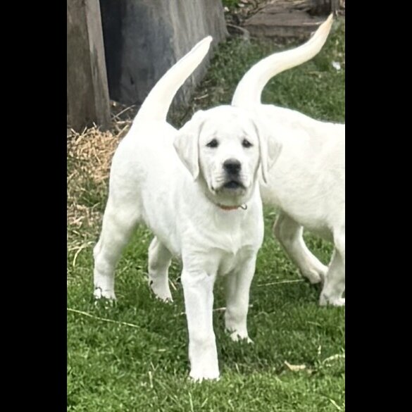 Labrador Retriever - Bitches