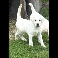 Labrador Retriever - Bitches
