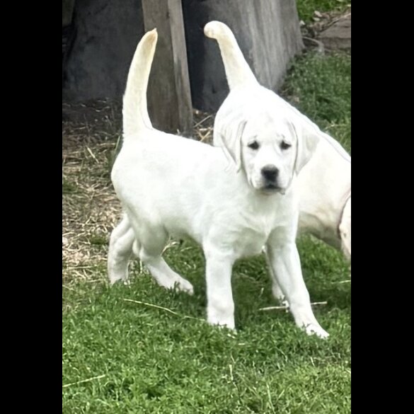Labrador Retriever - Bitches