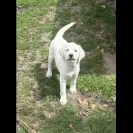 Labrador Retriever - Bitches