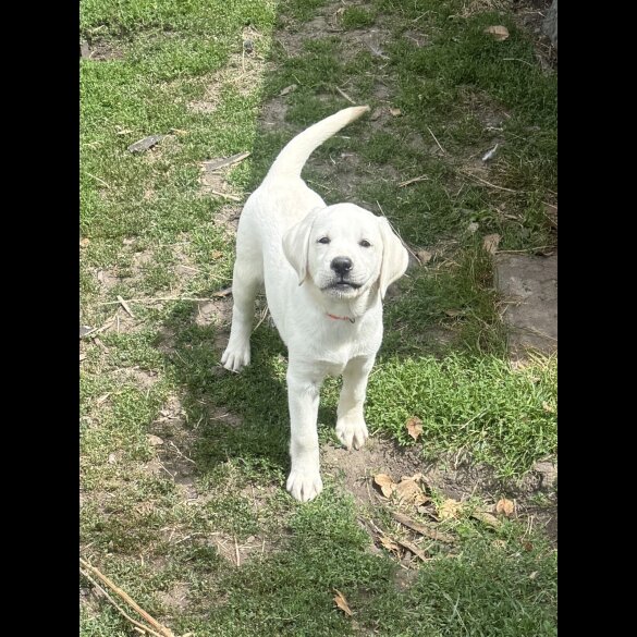 Labrador Retriever - Bitches