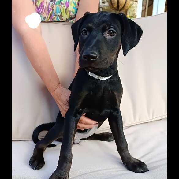 Labrador Retriever - Both
