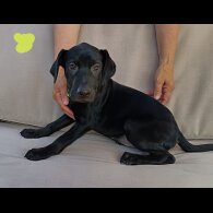 Labrador Retriever - Both