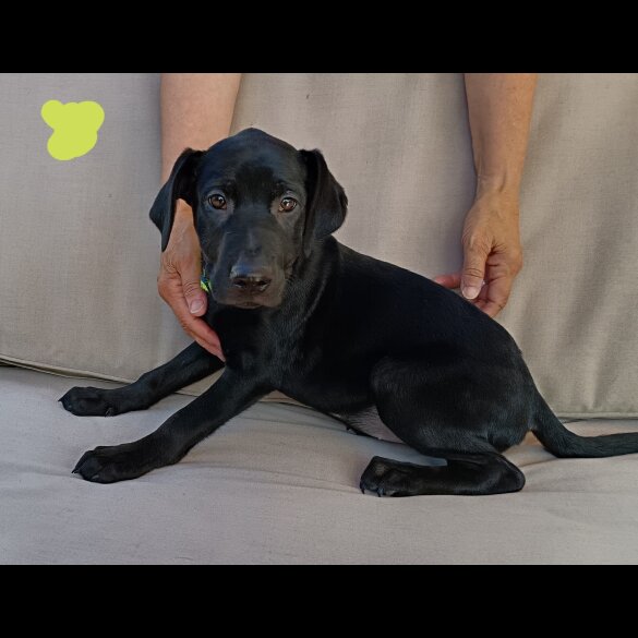 Labrador Retriever - Both