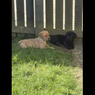 Labrador Retriever - Both