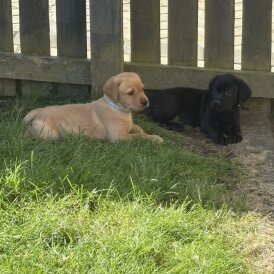 Labrador Retriever - Both