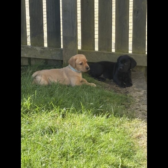 Labrador Retriever - Both