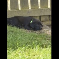 Labrador Retriever - Both