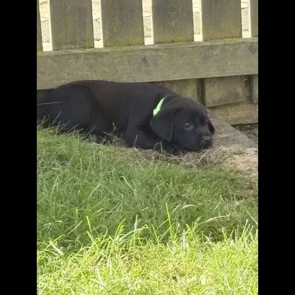 Labrador Retriever - Both