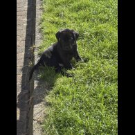 Labrador Retriever - Both