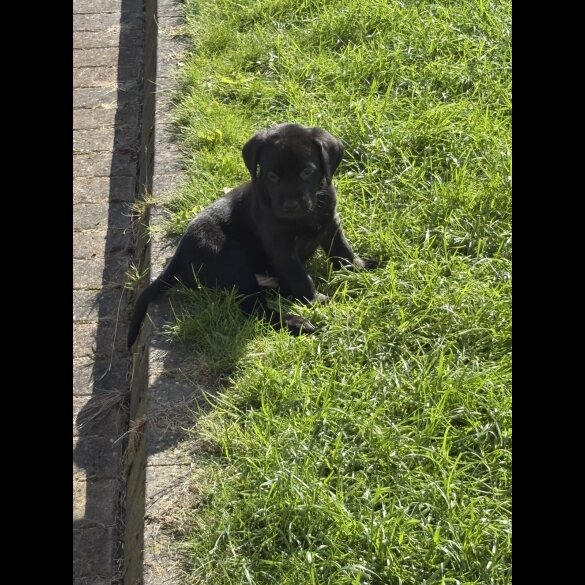 Labrador Retriever - Both