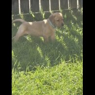 Labrador Retriever - Both