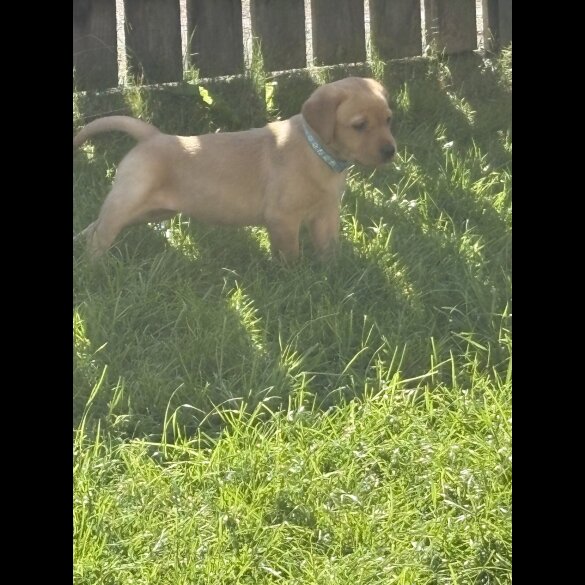 Labrador Retriever - Both