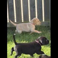 Labrador Retriever - Both