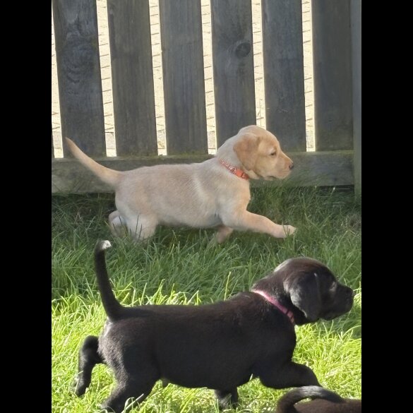 Labrador Retriever - Both