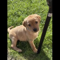 Labrador Retriever - Both