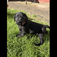 Labrador Retriever - Both