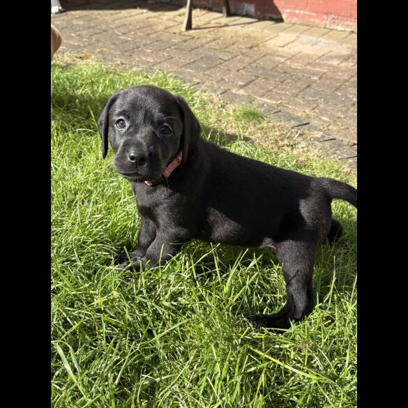 Labrador Retriever - Both