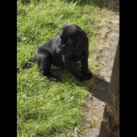 Labrador Retriever - Both