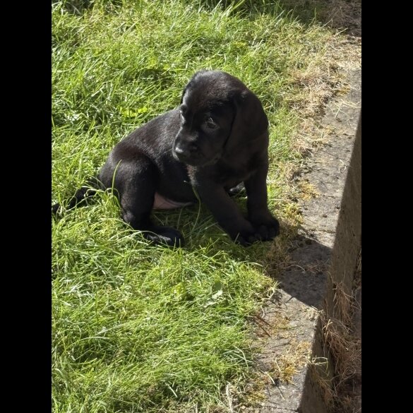 Labrador Retriever - Both
