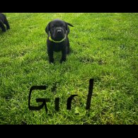 Labrador Retriever - Both