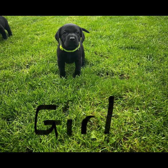 Labrador Retriever - Both