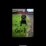 Labrador Retriever - Both