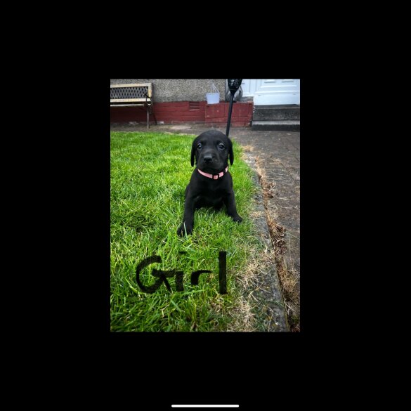 Labrador Retriever - Both