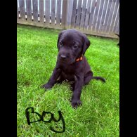 Labrador Retriever - Both